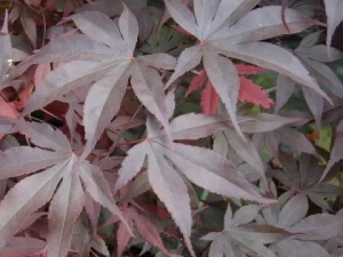 Acer palmatum 'Bloodgood'