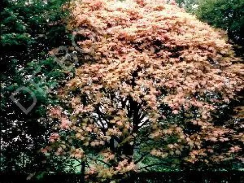 Acer pseudoplatanus 'Brilliantissimum'