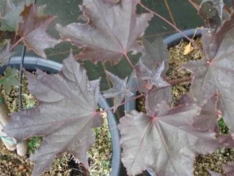 Acer platanoides 'Crimson King'