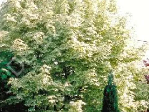 Acer platanoides 'Drummondii'