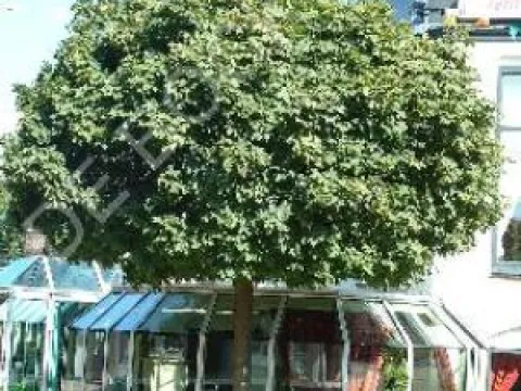 Acer platanoides 'Globosum'