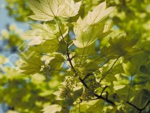 Acer pseudoplatanus 'Leopoldii'