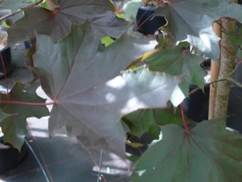 Acer platanoides 'Royal Red'
