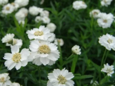 Achillea ptarmica 'The Pearl'