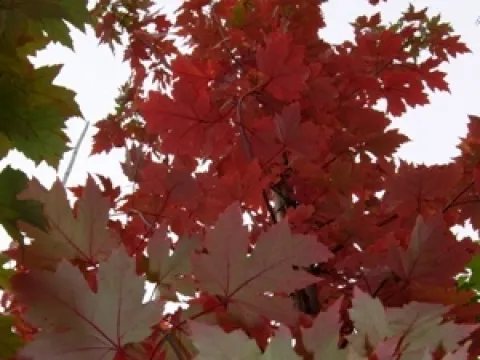 Acer rubrum 'Fairview Flame'