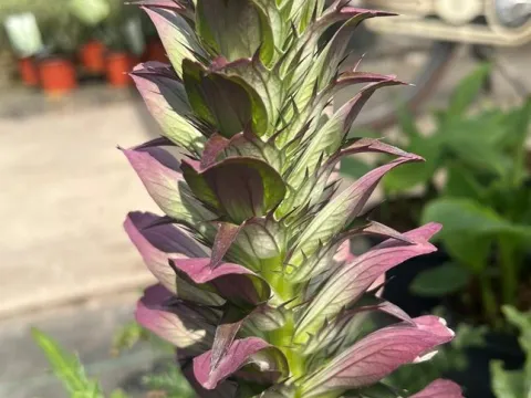 Acanthus spinosus