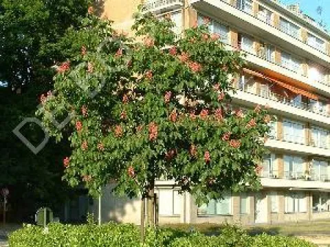 Aesculus carnea 'Briotii'