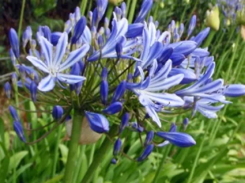 Agapanthus 'Blue Giant'