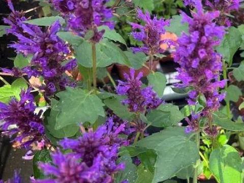 Agastache 'Blue Boa'