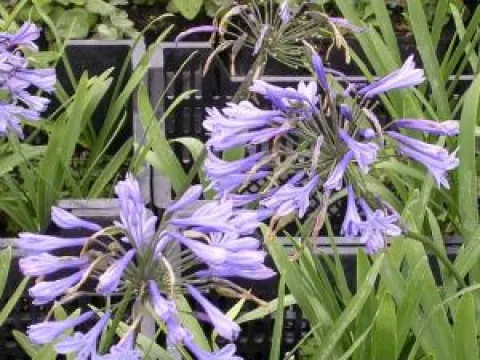 Agapanthus 'Blue Triumphator'
