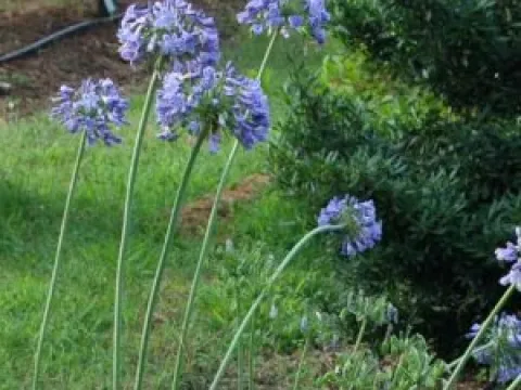 Agapanthus 'Headbourne hybrids' Blue