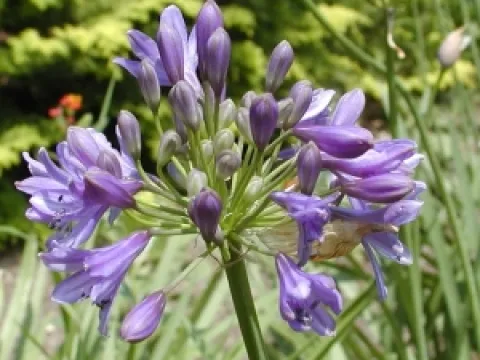 Agapanthus 'Headbourne hybrids'