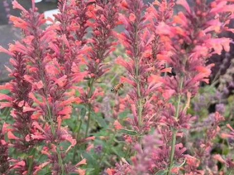 Agastache 'Kolibri'