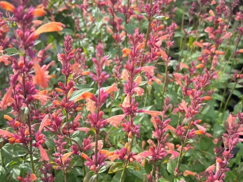 Agastache 'Mango Tango'®