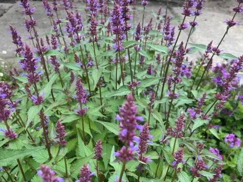 Agastache 'Purple Haze'