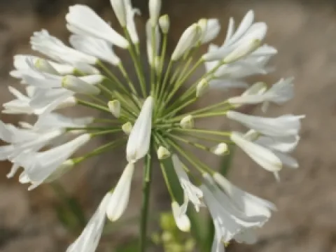 Agapanthus 'Polar Ice'