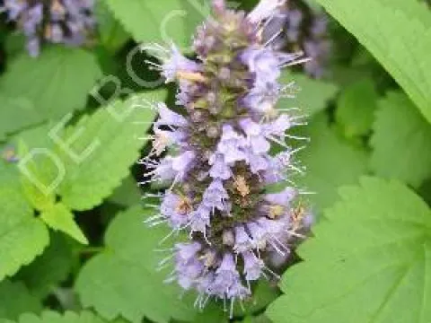 Agastache foeniculum 'Black Adder'