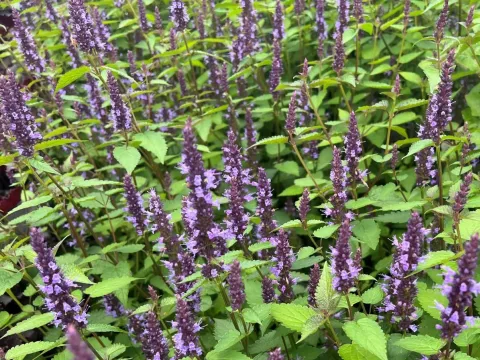 Agastache rugosa 'Little Adder' ®