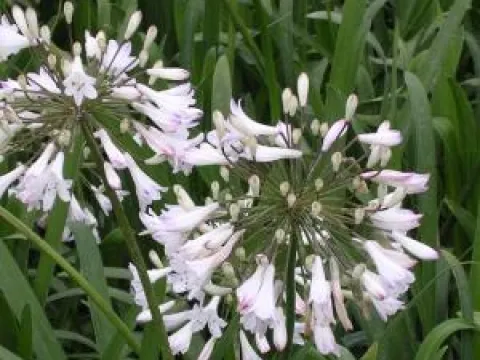 Agapanthus umbellatus 'Albus'