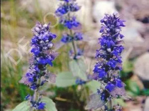 Ajuga reptans