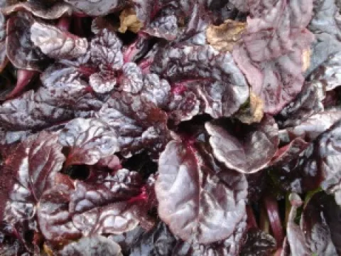 Ajuga reptans 'Black Scallop' ®