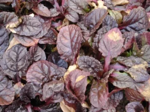 Ajuga reptans 'Symons Type'