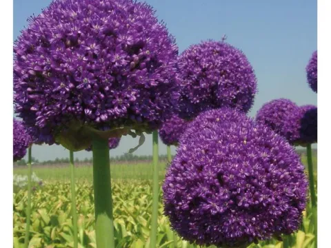 Allium  'Ambassador'