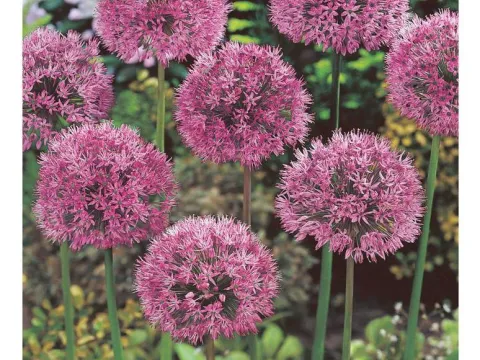 Allium aflatunense