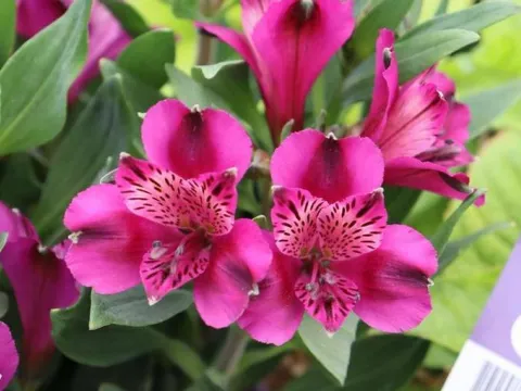 Alstroemeria in cultivars