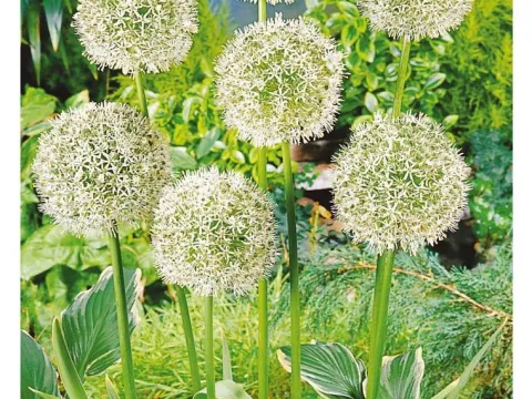 Allium 'Mount Everest'