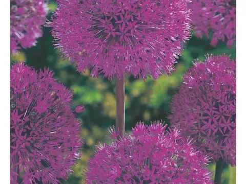 Allium 'Purple Sensation'