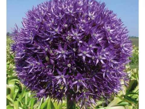 Allium 'Pinball Wizard'