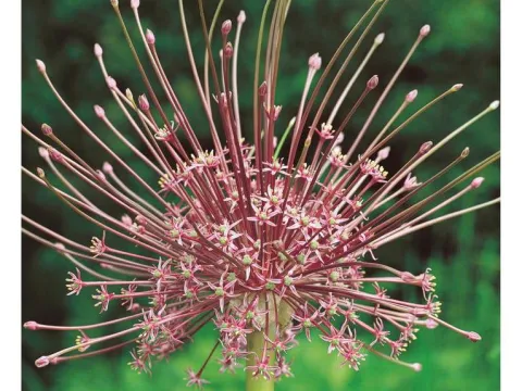 Allium schubertii