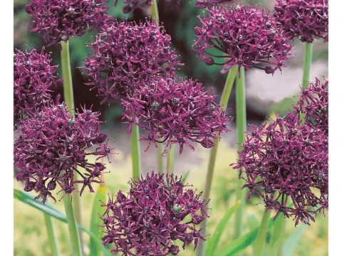 Allium atropurpureum