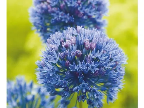 Allium caeruleum