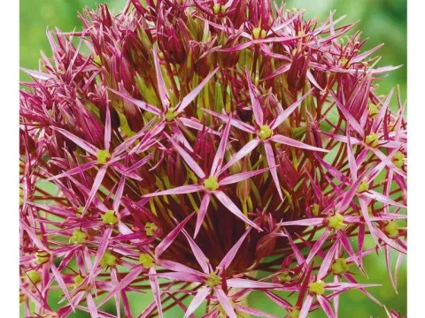 Allium christophii