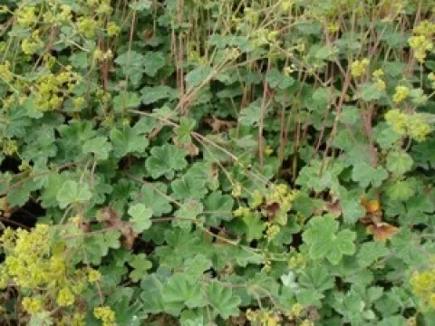Alchemilla erythropoda
