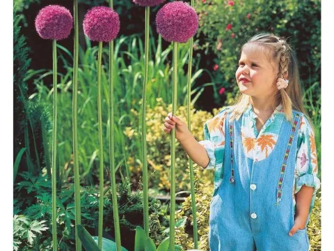 Allium giganteum