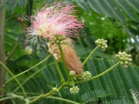 Albizia julibrissin 'Ombrella' ®