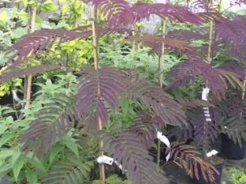 Albizia julibrissin 'Summer Chocolate' (r)