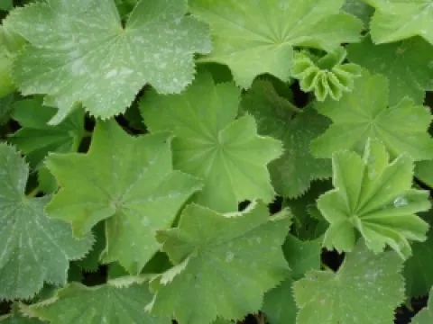 Alchemilla mollis