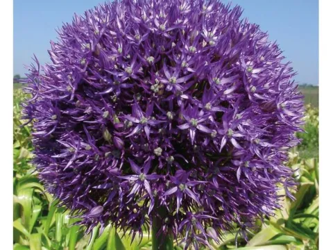 Allium 'Pinball Wizard'