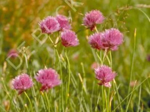 Allium schoenoprasum