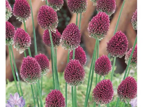 Allium sphaerocephalum