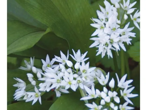 Allium ursinum