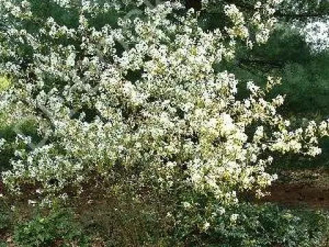 Amelanchier lamarckii