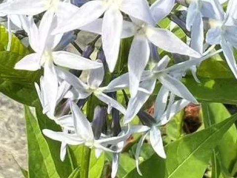 Amsonia tabernaemontana JS®'Stella Azul'