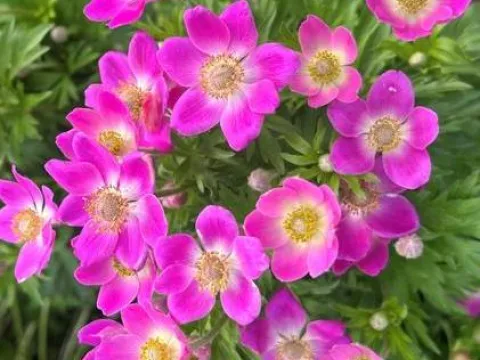 Anemone 'Spring Beauty Pink'