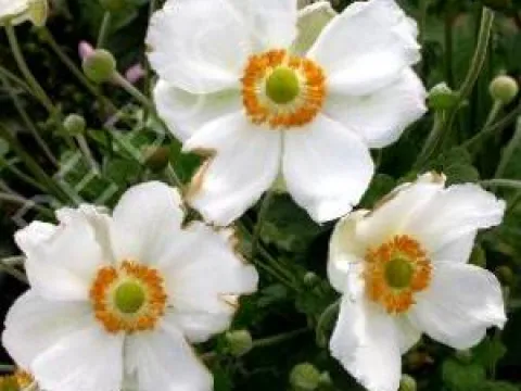 Anemone hybrida 'Andrea Atkinson'
