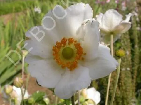 Anemone hybrida 'Coupe d'Argent'